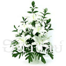 White oriental lily (5 White lilies)