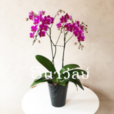 mini phalaenopsis (purple)
